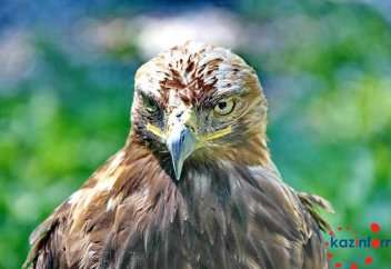 Жануарлар әлемі: Алматыдағы тәлімбақта жетілген 5 бүркіт жақында еркіндікке жіберіледі (видео)