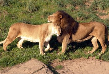 Как появляются противоположные полы?