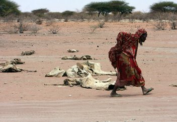 Одинокая корова мечтает познакомиться