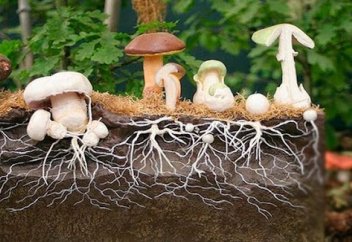 Саңырауқұлақпен әлемді құтқаруға болады