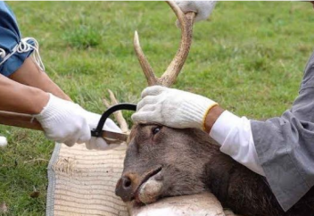 Мир животных: [Видео] Осенняя обрезка рогов оленей в парке г. Нара