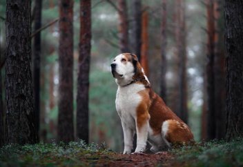 Арам өлген малдың етін итке беруге бола ма?