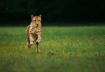 Қабылан жүгіріп келе жатып неге кілт тоқтайды