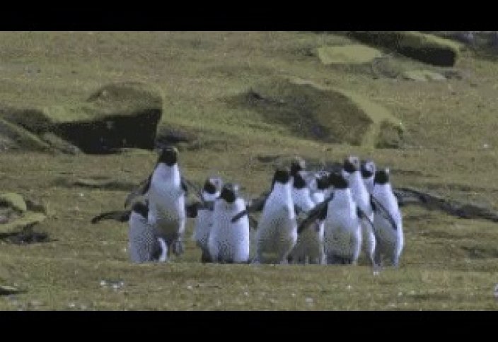 Жануарлар әлемі: Көбелек қуған пингвиндер (видео)