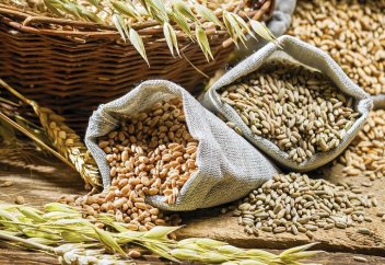 Әлемде астықты дәннің жартысы бір ғана елге тиесілі