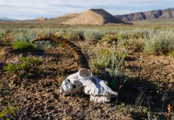 "Қазақстанда аң мен құстың 300-ден астам түрі толық жойылуы мүмкін" мақалаға орай: ҚАЗАҚСТАН АУМАҒЫНДАҒЫ ҚЫЗЫЛ КІТАПҚА ЕНГЕН ЖАНУАРЛАР (ФОТО)