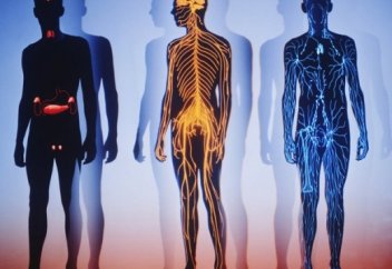 Ғалымдар адам денесінен жаңа ағза тапты