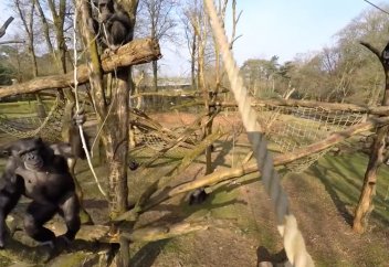 Жануарлар әлемі: Зообақтағы маймыл дронды таяқпен ұрып құлатты (видео)