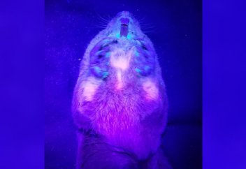 Өз азығын адам секілді өзі өсіретін жануар белгілі болды