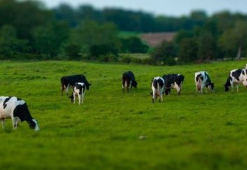 В Казахстане выделят дополнительные пастбища около поселков