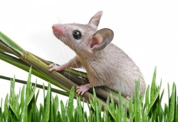 Жарылысқа тышқан кінәлі