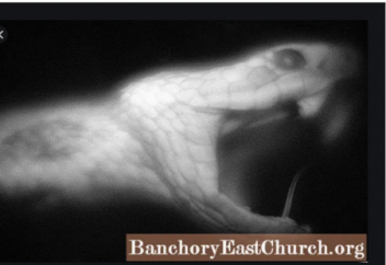 ОБЛАДАЮТ ЛИ ЗМЕИ ГИПНОЗОМ? (жыланның арбауы шындық па әлде миф пе?)