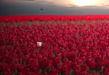 Все женщины одинаковы...