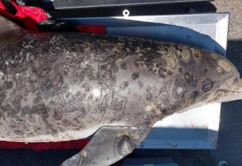 Болезнь, которая поражает до 70% кожи дельфинов, связали с глобальным потеплением. Опасное потепление климата начнется через 7 лет