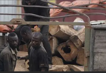 Прибыль Бельгии от добычи каучука в Конго стала социальным ударом для общества — Андреа Калуби