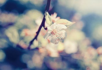 Жұмақта әйелдерге "хор жігіттері" бола ма?