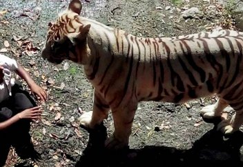 Мектеп оқушысы жолбарыстың торына түсіп кетті