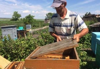 Ақмолалық омарташы таза балдың қандай болатынын,қандай ауруларға ем екенін көрсетіп берді (фото, видео)