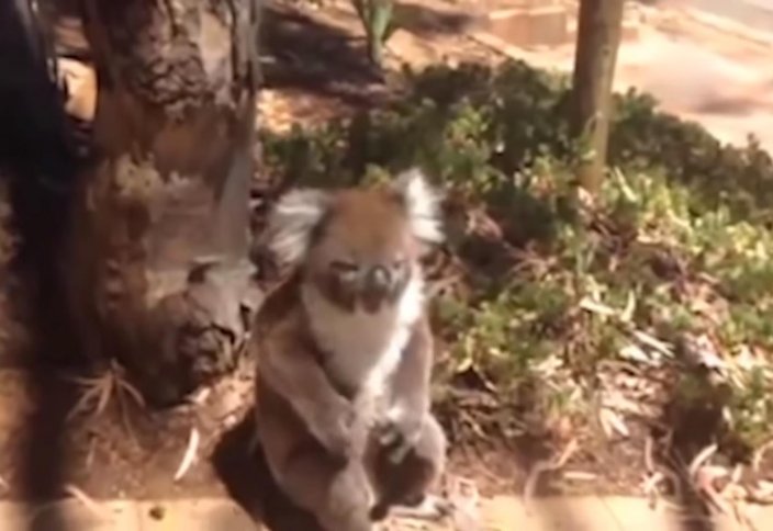 Кішкентай коала өзін ағаштан лақтырып жібергенде еңіреп жылады (видео)