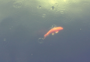 Канада ғалымдары балықты құрлықта «жүруге» үйретті