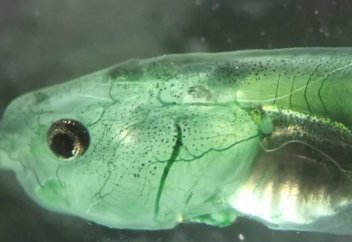 Ғалымдар тыныс алуға зәрулігі жоқ тіршілік иесін «жасады»