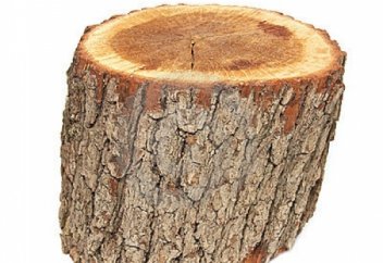 Пайғамбарды сағынған ағаш