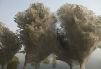 Өрмекшілер безгек ауруының алдын алды (фото)