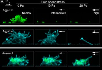 Кариес тудыратын суперорганизм тістен тіске секіруді үйренді (фото)