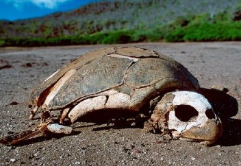 Около миллиона видов животных и растений в мире находятся под угрозой исчезновения