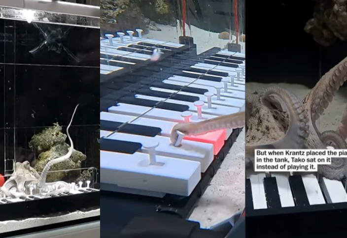 Шведский мужчина учит домашнего осьминога играть на пианино (видео)