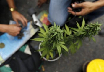 В Миассе задержали наркоторговца, поклонявшегося горшку с марихуаной