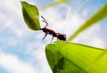 massaget.kz: Құмырсқа туралы қызықты деректер