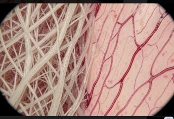 Жарақатты теріде тыртық қалдырмай емдеу жолы табылды