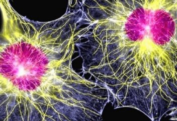 Ғалымдар инсулинді істеп шығаратын жасуша жасады