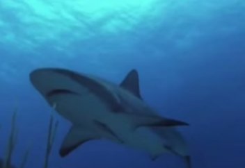 Достықтың шынайы көрінісі: Дельфин және ит