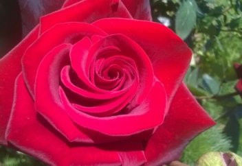 Жүрейікші жүректерді ауыртпай...