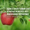 Адам атаның тыйым салған ағаштың жемісінен жеу оқиғасынан үйренеріміз