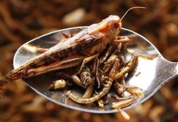 Hасекомые как еда