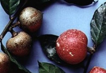 Осымен екінші ел тәтті ақуызды сертифкаттады