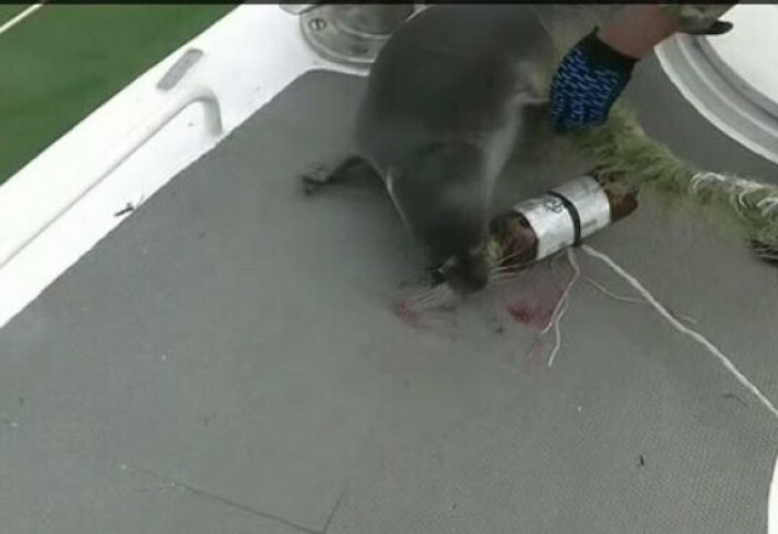 Разные: Спасение тюленя на Каспии попало на видео