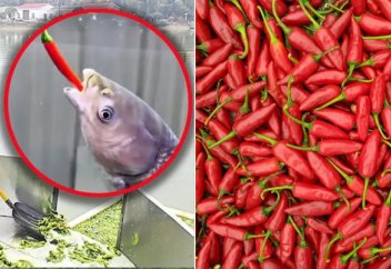 Китайский рыбный пруд становится вирусным после того, как кормят 5 000 кг перца 2 000 рыб для усиления их вкуса