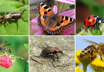 Жәндіктер азайып барады