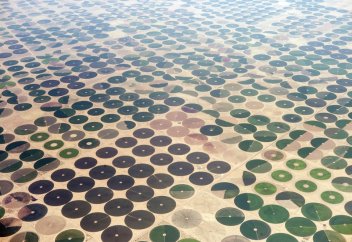 Саудовская Аравия стала первой страной в мире, отказавшейся от выращивания зерновых культур на своей территории