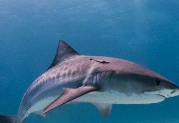 Алып акуланың асқазанынан адам басы табылды