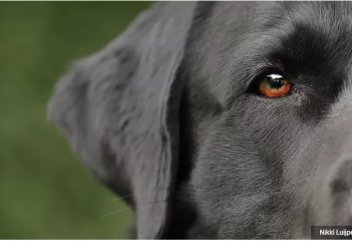 Полицейских собак научили находить телефоны и флешки. Служебных собак научили вынюхивать педофилов