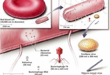 Бактериялық жасуша өздігінен өлмейді. Ал адам жасушасы белгілі бір мерзімнен кейін өледі. Неге?