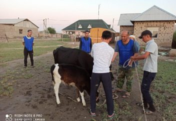 Түркістан: Мұқтаж отбасыға бұзаулы сиыр берді