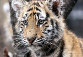 Дағдарысқа байланысты жануарлар «диетаға» отыратын болды