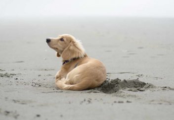 Собака Бедуина