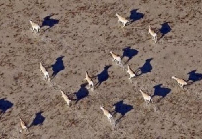 Авиаучёт сайгаков провели в Казахстане